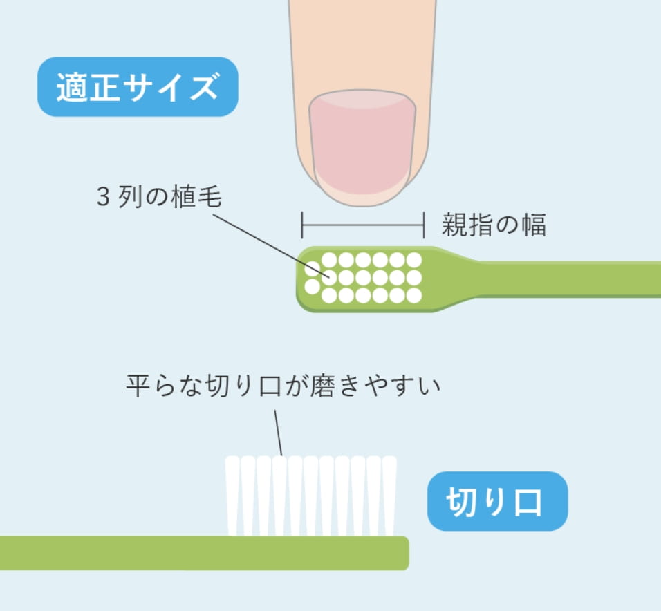 正しい歯ブラシの選び方の画像